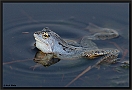 Heikikker, Moorfrog, Rana arvalis Location: Twente, the Netherlands heikikker MG 5686 kopie